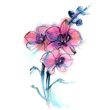 Three Purple Orchid, Branch, Flower, Watercolor Sketch On White Background