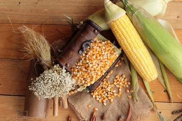 Canvas Print - Yellow dry corn grain and corn fresh.