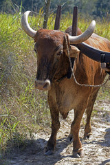 Bullock cart or ox cart, one of the most primitive means of tran