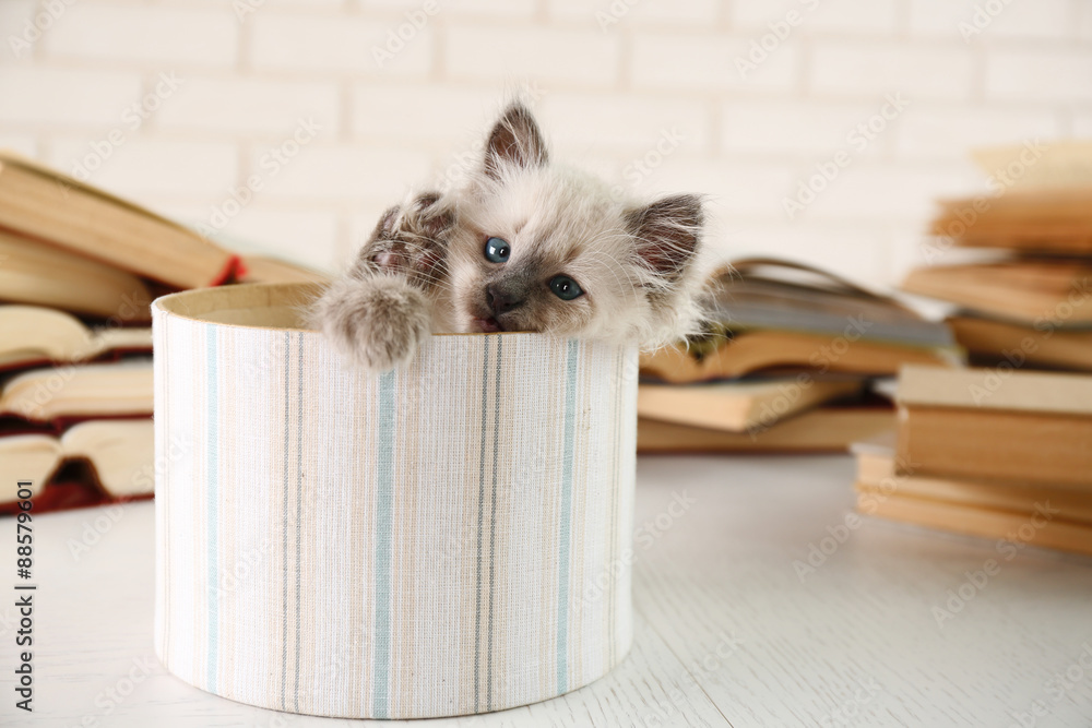 Cute little cat in box near books on light background