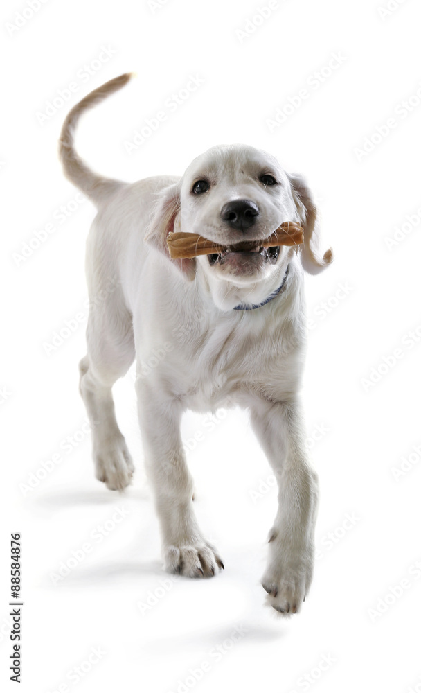 Cute Labrador retriever dog chewing bone isolated on white
