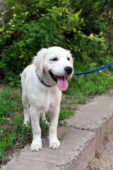 Wall Mural - Labrador retriever dog with leash walking outdoors