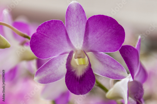 Naklejka - mata magnetyczna na lodówkę purple orchids