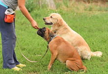 Dog Training Free Stock Photo Public Domain Pictures Dog Training Free Stock Photo Public Domain Pictures