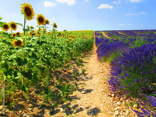 Fototapeta na wymiar provence