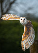 © shaunwilkinson - Barn Owl In Flight