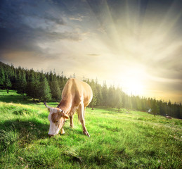 Beautiful beige cow on mountain pasture