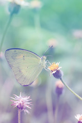 Canvas Print - Butterfly in nature