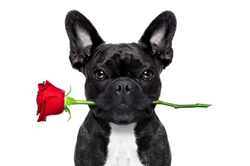 Poster - valentines rose dog