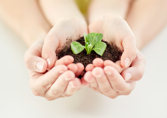 Canvas Print - close up of child and parent hands holding sprout