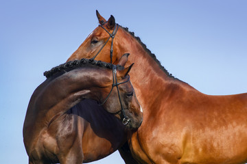 Wall Mural - Two beautiful bay horse couple portrait against blue sky