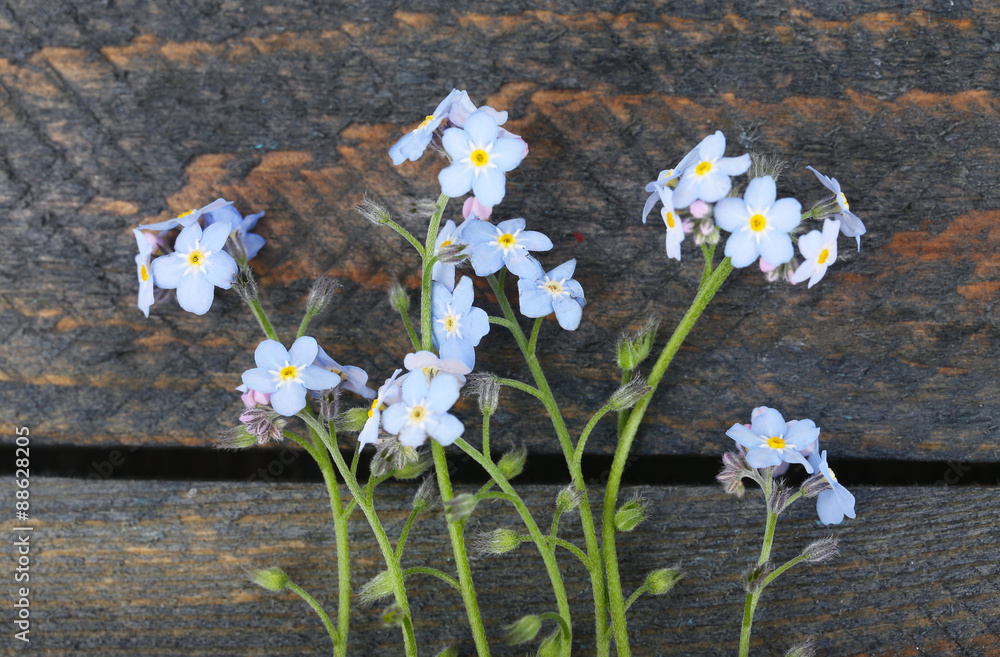 Forget-me-nots flowers on wooden background