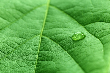 Wall Mural - Green leaf with droplet, closeup