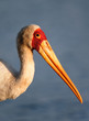 Yellow-billed stork portrait
