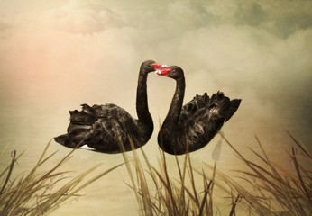 Black swans