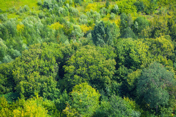 Background and texture green tree crowns