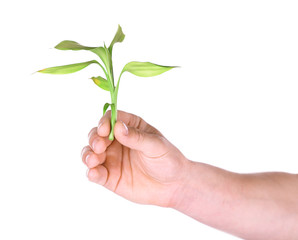 Poster - Male hand with green plant isolated on white