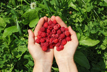 Human Hands Holding A Wild Raspberries In Shape Of Heart