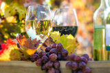 Fototapeta  - Palatine wine tasting with red and white wine :)