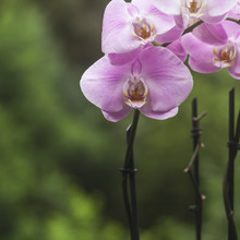 Pink Moth Orchid Background