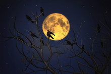 Group Of Crows Sitting On A Branch Against A Full Moon