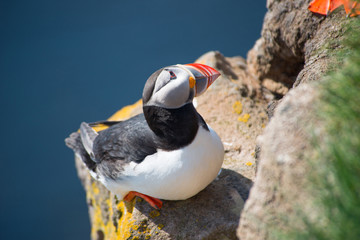 Puffin, Latrabjarg Cliff