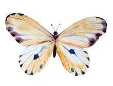 Hand Painted Watercolor Butterfly Illustration.