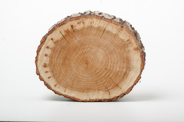 Wall Mural - Cross section of tree trunk on white background