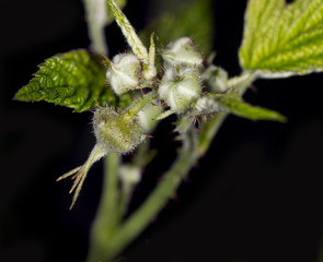 Sticker - macro raspberry buds