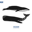 marine mammals: cachalot and big blue whale