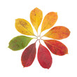 Autumn Color Symbol