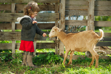 Wall Mural - little girl feeding goat in the garden