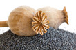 Detail of two dried poppy seed pods resting on heap of seeds.