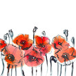 red poppies on white background/ watercolor painting
