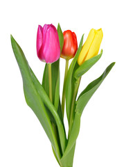 Wall Mural - Purple, yellow and red tulip with green leaf 