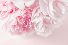 Fresh Cut Bouquet Of Pink Peonies In Natural Light. Delicate Floral Arrangement. Taken From Above On Pink Background. 