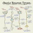 basic types of neurons