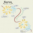 the human nerve structure