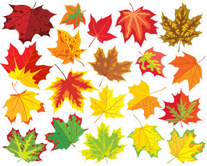 Canvas Print - colorful maple leaves