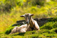Mountain Goat On The Green Grass. One Mountain Goat Resting On A Green Pasture In Summer