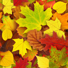 Wall Mural - autumn leaves seamless pattern