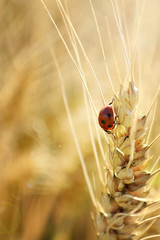 Wall Mural - Ladybug and wheat 