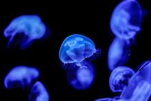 Many Of Blue Moon Jelly Fish
