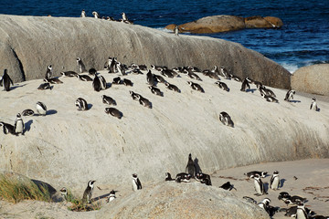 Poster - Breeding colony of African penguins (Spheniscus demersus), Western Cape, South Africa .