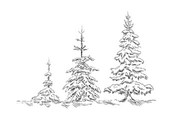 Wall Mural - spruce