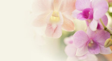 Vintage Color Orchids In Soft Color And Blur Style For Background
