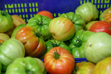 Fototapeta Kuchnia - Red group of tomatoes with green insertion