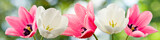 Fototapeta Tulipany - tulips on a green background