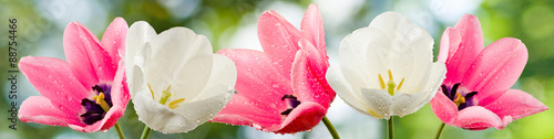 Obrazy tulipany  tulipany-na-zielonym-tle