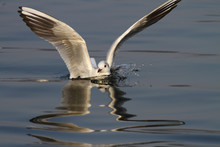 Seagull Landing With Open Wings With Reflections